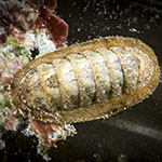 Stenoplax sp. A